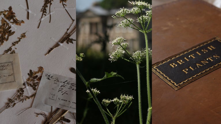 A collage of three images: pressed and dried plant specimens mounted on paper, wild cow parsley with the house at Calke Abbey in the background, and a leather-bound book with 'British Plants' embossed on the cover in gold.